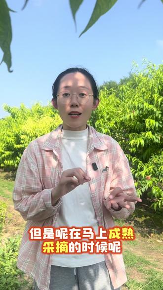 雨后桃子皱皮该怎么办?#三农种植知识分享 #抖音号助农 #种植干货分享 #降雨