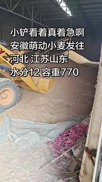 大量供应萌动小麦 #小麦价格 #行情分析