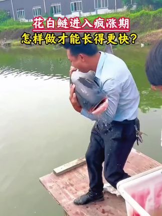 #水产养殖#花白鲢,七八月份进去花白鲢疯长期,一定要补它爱吃的天然饵料