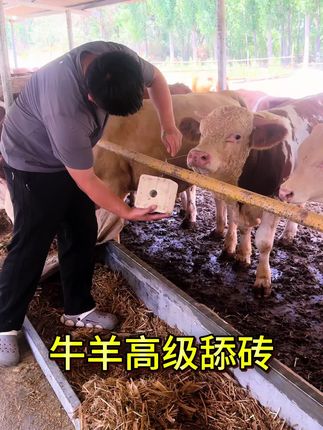 牛羊高级舔砖#牛羊舔砖#养羊 #养牛 #养殖场专用 #养殖