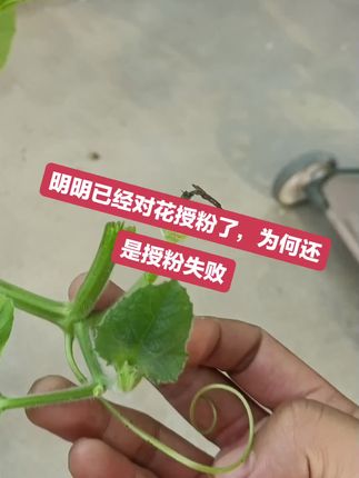 明明已经对花授粉了为何还是授粉失败。#文玩葫芦 #一葫老九 #葫芦种植 #无限回购的宝藏单品 #老九葫芦激活水