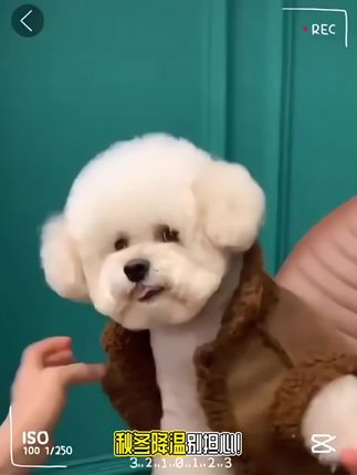 小狗狗衣服 秋冬季保暖两脚加厚棉衣 泰迪带帽宠物猫咪防风外套冬季 #狗狗衣服 #宠物衣服 #萌宠出道计划 #萌宠 #狗狗