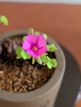 #爱生活爱养花 #养花人的乐趣 酢浆草 #一花一世界一叶一追寻