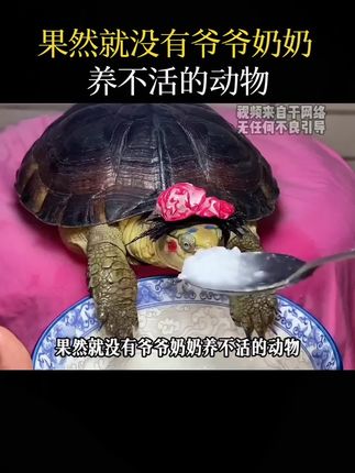 果然就没有爷爷奶奶养不活的动物,爷爷:红腹锦鸡也太好养了,要说养动物的牛人还得是最后一位#动物 #爷爷奶奶 #好养活 #红腹锦鸡