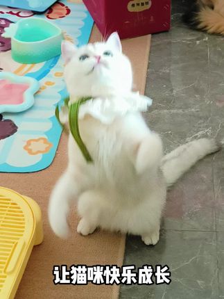 让小猫快乐成长是每个铲屎官的心愿,这款生骨肉冻干健康美味,让我家崽崽安全的长肉胖腮!🐱✨ #萌宠好物 #养猫人日常 #吃货猫 #喂猫 #萌宠好物