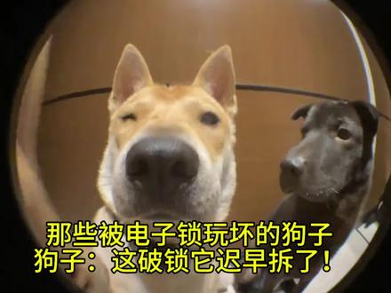 那些被电子锁玩坏的狗子 #萌宠的迷惑行为