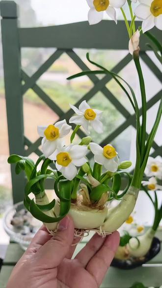 粘土【水仙年宵花】
水仙有“凌波仙子”的美誉,宋代时就已成为文人雅士的案头清供,明清时期更是成为重要的年宵花,有着悠久的春节摆放传统和深厚的文化积淀。#上热门 #年宵花 #水仙 #手工