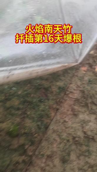 火焰南天竹扦插#阿丰聊种植 #火焰南天竹 #扦插