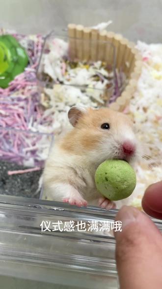 这个汤圆鼠鼠真的爱惨了!!! #仓鼠 #仓鼠汤圆 #金丝熊 #养鼠日常分享 #仓鼠零食