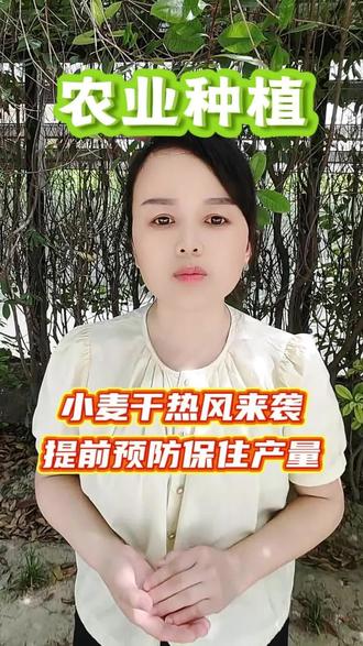 小麦干热风来袭,提前预防保证产量#支持三农服务百姓 #小麦丰收