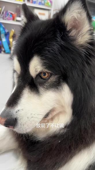 放屁了不让说,还超级响😂#阿拉斯加#小狗放屁 #小狗的心思都写在脸上