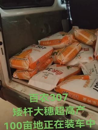 #抖音助农 #实地拍摄 百农307@河南维特种子有限公司