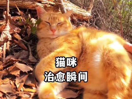 #搞笑片1秒能把人笑吐血 #治愈猫咪#搞笑视频 小猫咪可以治愈一切,这个世界不能没有猫猫侠