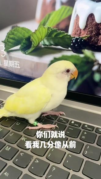 小丑鸟的锐变|日本桃妹妹一枚|鹦鹉喂养
#牡丹鹦鹉 #鹦鹉日常#手养鸟 #日本桃牡丹鹦鹉 #鹦鹉喂养