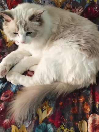 #家有宠物很幸福 #毛孩子也是孩子 #猫咪猫咪猫咪猫咪