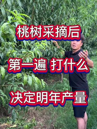 #桃树管理 #桃树高产#桃树种植#桃树管理