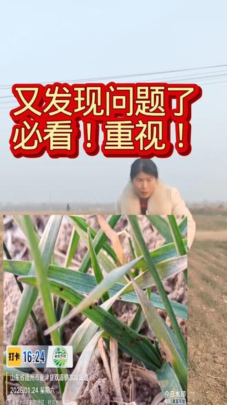 这个视频一定要看完,最新发现问题地块,就今年苗情,播种晚。苗情差,必须重视!#上热门🔥