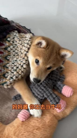 一定当个勤快的牛马#柴犬 #牛马