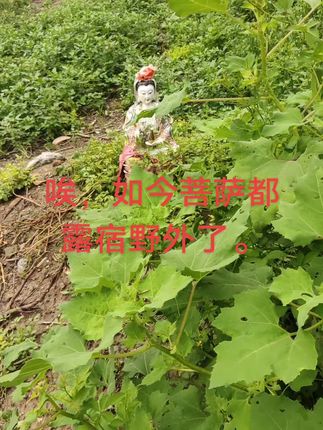 唉,如今菩萨都没路走了。