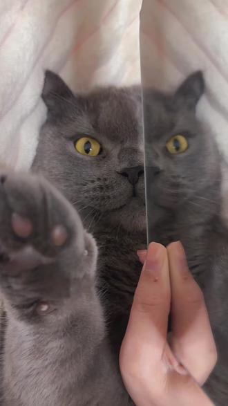 姐姐平时都化这么浓的妆吗#晒猫 #宠物科普 #我的萌宠 #它真的好像个小宝宝