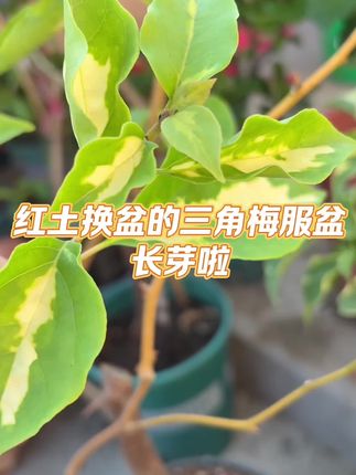 三角梅红土换盆后,这样做快速服盆#三角梅换盆方法 #三角梅换盆