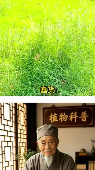 铁线草可不是没有的野草!#植物科普# #铁线草#识百草#一日