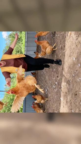 AI鸡舍里的欢乐,替换一张照片拍剪同款#抖音新特效