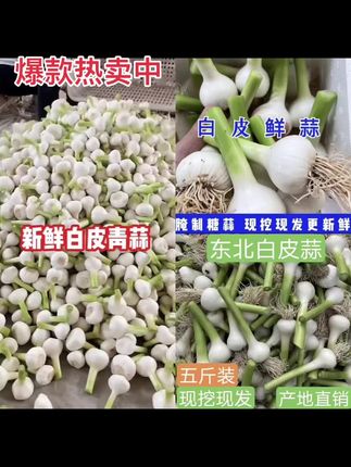 东北现挖新鲜白皮马牙嫩蒜可腌制糖醋蒜多种食用方式#强烈推荐 #真材实料才能做出好味道 #厂家直发品质保证