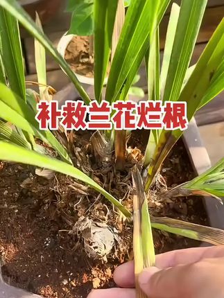 《兰无忧》黑斑焦尖烂根黄叶根腐专用菌剂杀菌兰花专用营养液