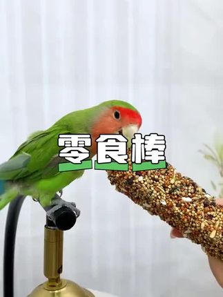 鹦鹉咬你什么位置,代表的意思可是天差地别#鹦鹉 #鹦鹉咬人 #鹦鹉鹦鹉萌萌哒逗鹦鹉 #鹦鹉小白
