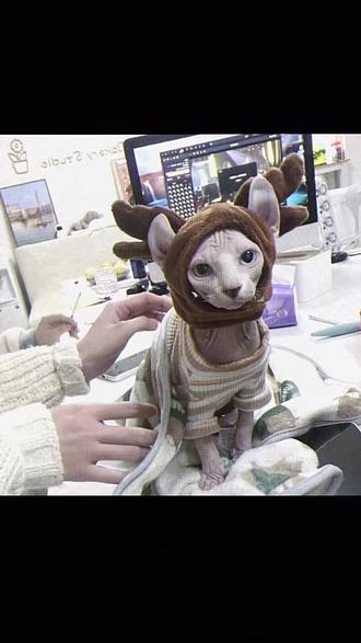 亲爱的小猫 我可没有忘记你
晚安钱多多 妈妈爱你~