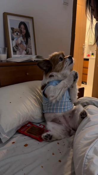 #AI小狗偷吃藏食记 #随变ai随便玩