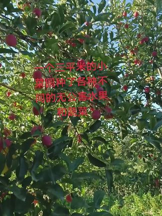 🌱农村小菜园,春种一粒粟,秋收万颗子!🌽 👨🌾看我们勤劳的双手,如何点亮丰收的希望。🌾 🥦满园翠绿,蔬果飘香,每一棵都是心血的结晶。🥕 🎉收获的季节,满载而归,喜悦洋溢在每个角落。🎊 🍀来,一起感受这份来自大地的馈赠!🌸 #农村菜园 #春种秋收 #丰收喜悦 #绿色生活 #自给自足