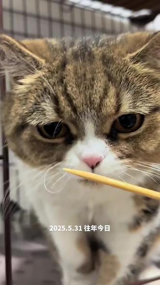 去年今日我的豹🥹阿豹回家吃饭🍽️#找猫 #寻猫 #常熟寻猫 #常熟找猫 #阿豹回家