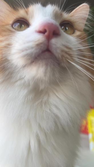 希望豆包他们吧可以实现我这个小小的愿望#ai #小猫 #搞笑 #开学 #牛马