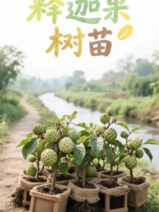 #乡村振兴dou行动 #新农人计划 #果树种植 #特色农产品 #释迦果苗 @抖音小助手 @抖音创作小助手 @DOU+上热门