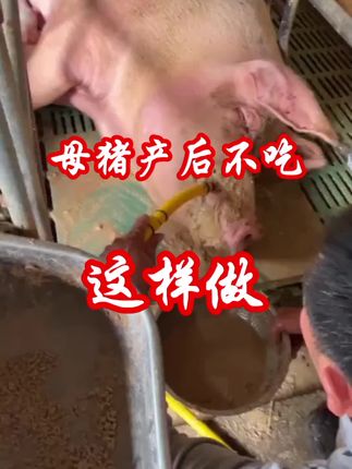 #三农 #猪不吃料怎么办 @DOU+小助手 @DOU+上热门 @抖音创作者大会