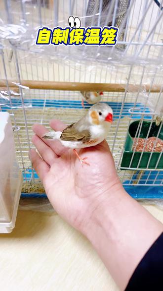 没有暖气的地方珍珠鸟如何过冬#珍珠鸟 #手工制作 #热门 #手养鸟日常 #真实生活分享计划
