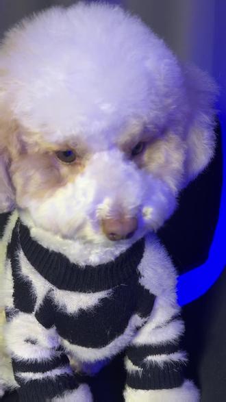 男模嘴巴可不能凑凑的 口气清新,适宜亲亲 每卖出一盒就为流浪毛孩子捐出一元,做公益的品牌值得推荐#摇粒绒小狗#佑多萌萌小畅益生菌6+#狗模日记