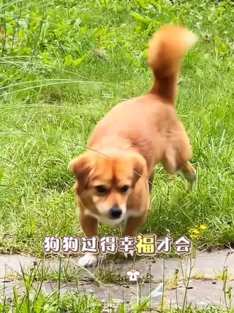 圈禧圈的狗狗很幸福 #抖音玩法合伙人计划
