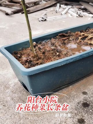 阳台小院养花种菜长条盆#阳台种花种菜专用盆#好物推荐🔥 #超便宜超划算 #花盆