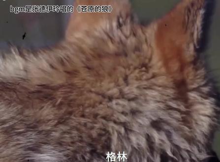 #歌曲苍原的狼 我的世界 失去你也许 会变成一座孤岛