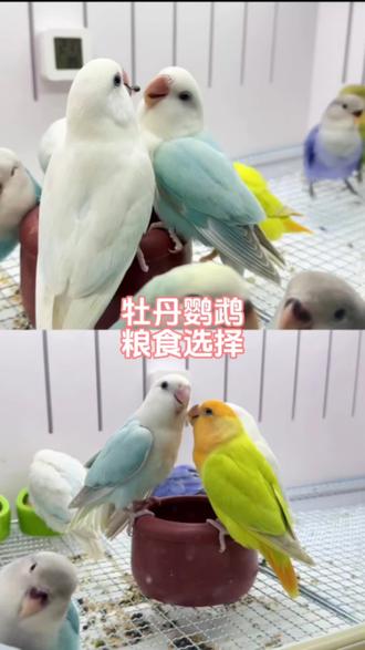 鹦鹉粮食大家都是怎么配的,可以互相交流 #牡丹鹦鹉 #牡丹鹦鹉繁殖 #鹦鹉粮食 大家可以把自家鸟宝的粮食发评论区,看看鸟宝吃的怎么样🥳