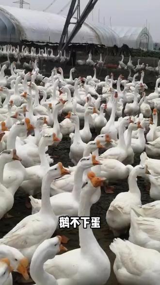 鹅不下蛋怎么办,马上用这招#蛋鹅#种鹅 #养鹅人