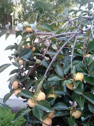 #优质农产品 #口感特别好 #家乡特产 #快来一起尝个鲜 #硕果累累 日本甜柿可甜了摘了就能吃