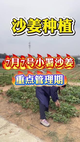 7月7号小署沙姜重点管理 #沙姜种植#沙姜高产#种沙姜沙姜种植技术#沙姜种植基地