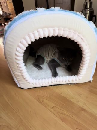 毛孩子也是知道要享受#小奶猫的成长 #奶猫奶猫小奶猫 #猫猫的铲屎官 #萌宠萌宠萌宠 #萌宠
