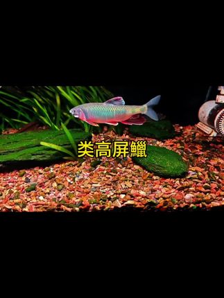 中国本土原生鱼类高屏鱲冷水鱼#鱼缸里的大自然 #鱼儿自由自在的水中游 #类高屏鱲#原生鱼 #溪流鱼