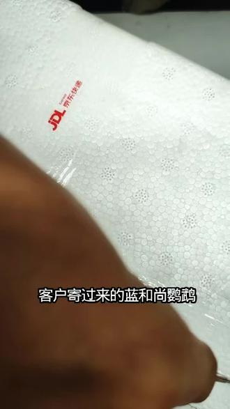 蓝和尚鹦鹉标本制作#标本制作 #标本 #标本大师 #标本工艺品 #标本师