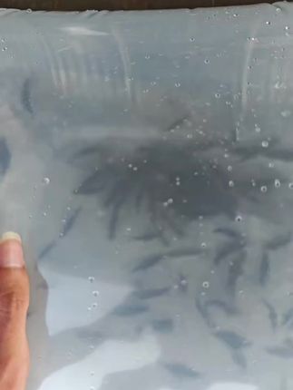 10公分左右桂鱼空运发货。 量大优惠,大量出售